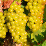 vinohrad Komjatice, Komjathi, víno Komjatice